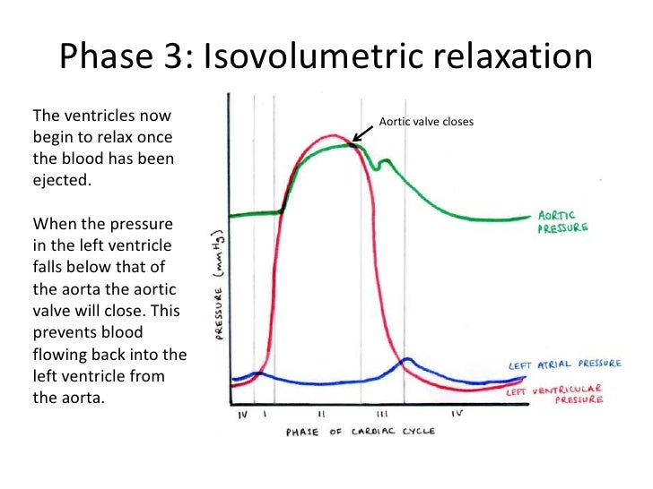The cardiac cycle