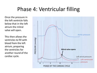 Phase 4: Ventricular filling
Once the pressure in
the left ventricle falls
below that in the left
atrium the mitral
valve will open.
                                                                                                  Aortic pressure
This then allows the
                           PRESSURE (mmHg)

ventricles to fill with
blood from the left
atrium, preparing
the ventricles for                                                         Mitral valve opens
another round of the
cardiac cycle.                                                                                  Left atrial pressure
                                                                                                      Left ventricular
                                                                                                      pressure
                                                                                                   Left ventricular
                                             IV   I         II       III               IV
                                                                                                   pressure
                                                      PHASE OF THE CARDIAC CYCLE
 