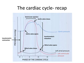 The cardiac cycle- recap
                                           Ventricular ejection
                                                              Aortic valve closes
                PRESSURE (mmHg)




                                                                                             Aortic pressure
                                            Aortic valve opens
                                                                       Isovolumeteric
Isovolumetric                                                          relaxation
contraction

                                                                        Mitral valve opens
                                           Mitral valve closes
                                                                                        Left atrial pressure
                                                                                           Left ventricular
                                                                                           pressure
                                  IV   I         II              III       IV
                                       PHASE OF THE CARDIAC CYCLE
 
