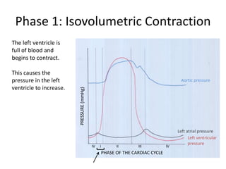 Phase 1: Isovolumetric Contraction
The left ventricle is
full of blood and
begins to contract.

This causes the
pressure in the left                                                                    Aortic pressure
ventricle to increase.
                         PRESSURE (mmHg)




                                                                                      Left atrial pressure
                                                                                            Left ventricular
                                                                                            pressure
                                                                                         Left ventricular
                                           IV   I         II       III           IV
                                                                                         pressure
                                                    PHASE OF THE CARDIAC CYCLE
 