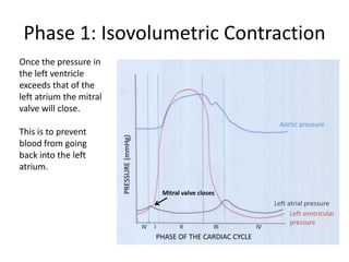 Phase 1: Isovolumetric Contraction
Once the pressure in
the left ventricle
exceeds that of the
left atrium the mitral
valve will close.
                                                                                        Aortic pressure
This is to prevent
                         PRESSURE (mmHg)

blood from going
back into the left
atrium.

                                                     Mitral valve closes
                                                                                      Left atrial pressure
                                                                                            Left ventricular
                                                                                            pressure
                                                                                         Left ventricular
                                           IV   I          II          III       IV
                                                                                         pressure
                                                    PHASE OF THE CARDIAC CYCLE
 