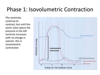 Phase 1: Isovolumetric Contraction
The ventricles
continue to
contract, but until the
aortic valve opens the
pressure in the left
ventricle increases                                                                      Aortic pressure
with no change in
                          PRESSURE (mmHg)

volume- this is
isovolumetric
contraction.                                             Isovolumetric
                                                         contraction


                                                                                       Left atrial pressure
                                                                                             Left ventricular
                                                                                             pressure
                                                                                          Left ventricular
                                            IV   I         II            III      IV
                                                                                          pressure
                                                     PHASE OF THE CARDIAC CYCLE
 