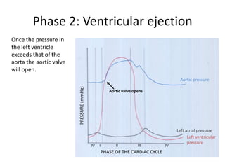 Phase 2: Ventricular ejection
Once the pressure in
the left ventricle
exceeds that of the
aorta the aortic valve
will open.
                         PRESSURE (mmHg)                                                Aortic pressure

                                                       Aortic valve opens




                                                                                      Left atrial pressure
                                                                                            Left ventricular
                                                                                            pressure
                                                                                         Left ventricular
                                           IV   I         II          III        IV
                                                                                         pressure
                                                    PHASE OF THE CARDIAC CYCLE
 