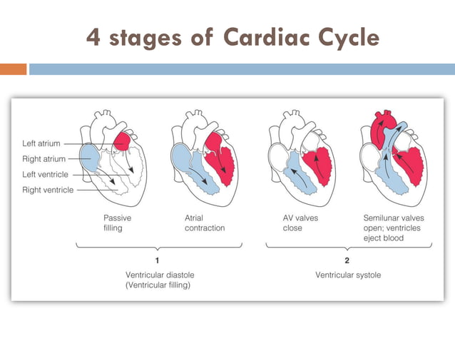 The Cardiac Cycle PPT