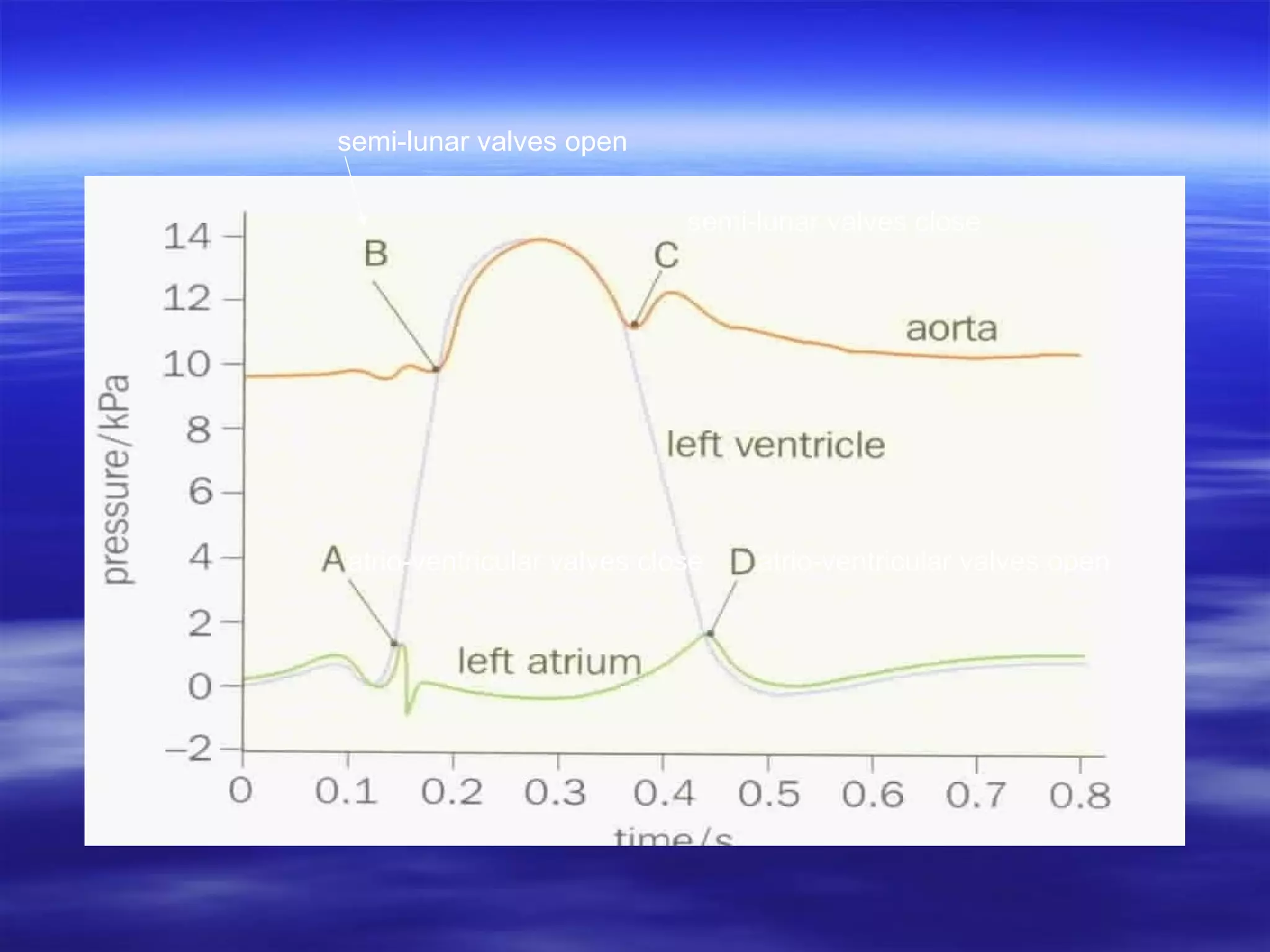 semi-lunar valves open
semi-lunar valves close

atrio-ventricular valves close

atrio-ventricular valves open

 