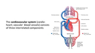 Cardiovascular Components The cardiovascular system | PPTX