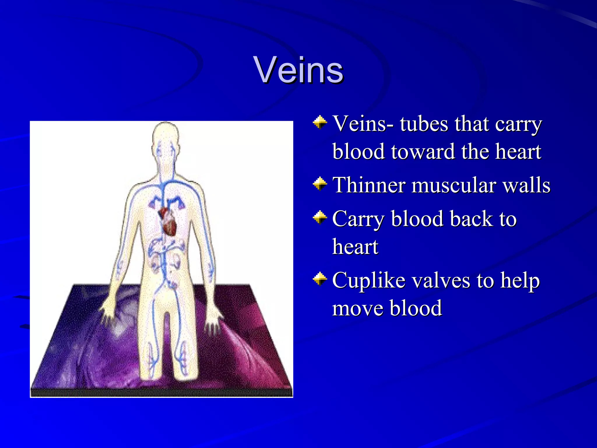 VeinsVeins
Veins- tubes that carryVeins- tubes that carry
blood toward the heartblood toward the heart
Thinner muscular wallsThinner muscular walls
Carry blood back toCarry blood back to
heartheart
Cuplike valves to helpCuplike valves to help
move bloodmove blood
 