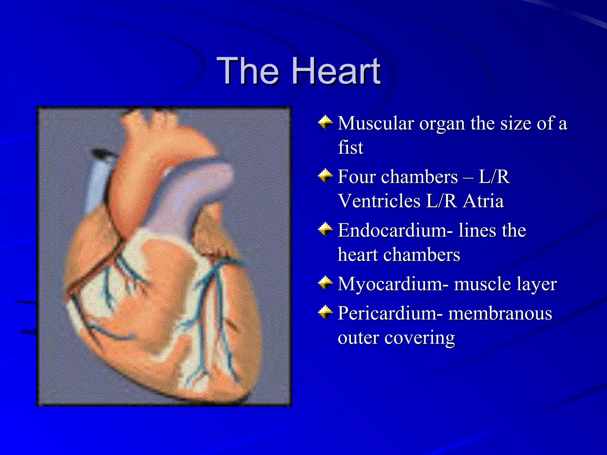 The HeartThe Heart
Muscular organ the size of aMuscular organ the size of a
fistfist
Four chambers – L/RFour chambers – L/R
Ventricles L/R AtriaVentricles L/R Atria
Endocardium- lines theEndocardium- lines the
heart chambersheart chambers
Myocardium- muscle layerMyocardium- muscle layer
Pericardium- membranousPericardium- membranous
outer coveringouter covering
 