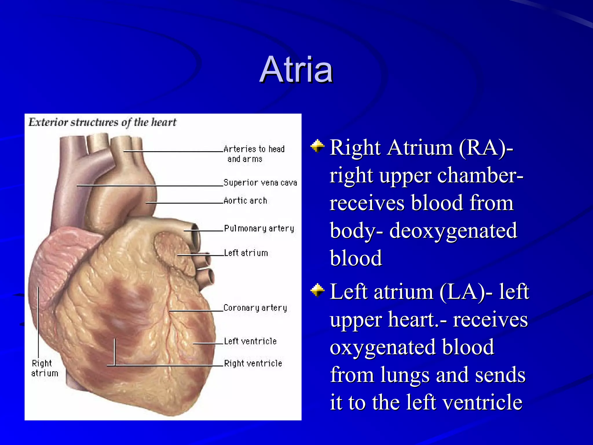 AtriaAtria
Right Atrium (RA)-Right Atrium (RA)-
right upper chamber-right upper chamber-
receives blood fromreceives blood from
body- deoxygenatedbody- deoxygenated
bloodblood
Left atrium (LA)- leftLeft atrium (LA)- left
upper heart.- receivesupper heart.- receives
oxygenated bloodoxygenated blood
from lungs and sendsfrom lungs and sends
it to the left ventricleit to the left ventricle
 