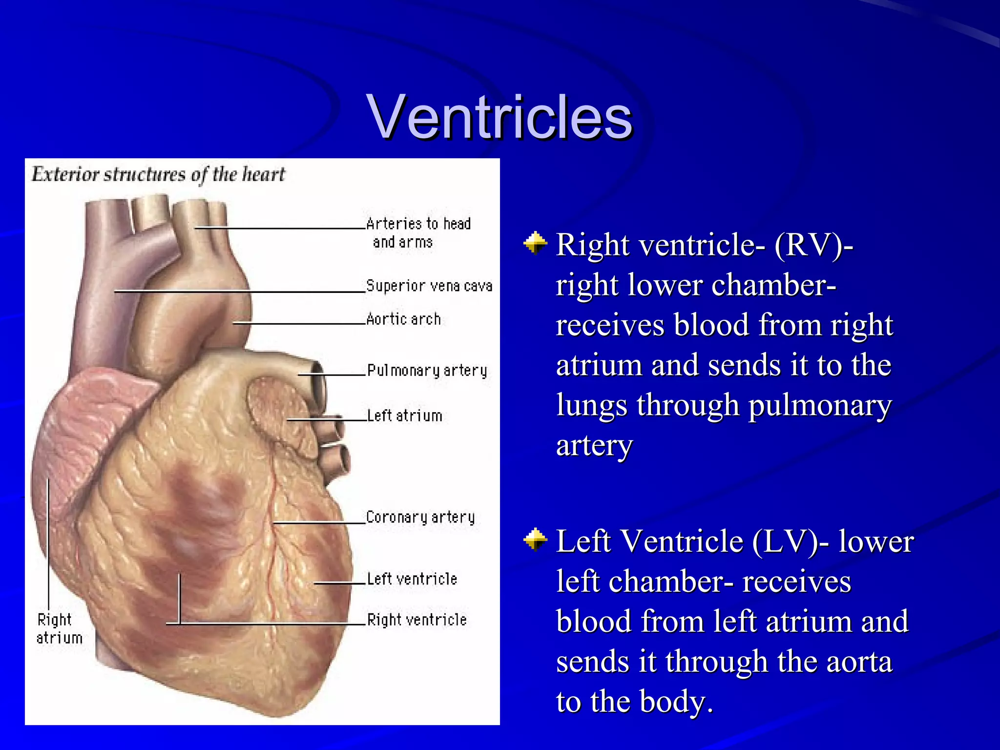 VentriclesVentricles
Right ventricle- (RV)-Right ventricle- (RV)-
right lower chamber-right lower chamber-
receives blood from rightreceives blood from right
atrium and sends it to theatrium and sends it to the
lungs through pulmonarylungs through pulmonary
arteryartery
Left Ventricle (LV)- lowerLeft Ventricle (LV)- lower
left chamber- receivesleft chamber- receives
blood from left atrium andblood from left atrium and
sends it through the aortasends it through the aorta
to the body.to the body.
 