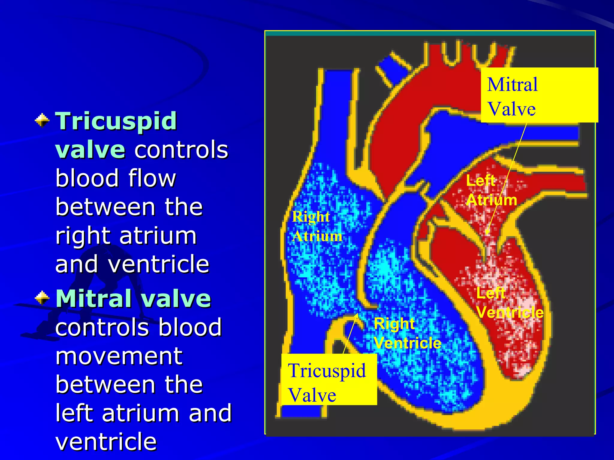 TricuspidTricuspid
valvevalve controlscontrols
blood flowblood flow
between thebetween the
right atriumright atrium
and ventricleand ventricle
Mitral valveMitral valve
controls bloodcontrols blood
movementmovement
between thebetween the
left atrium andleft atrium and
ventricleventricle
Right
Atrium
Right
Ventricle
Left
Atrium
Left
Ventricle
Tricuspid
Valve
Mitral
Valve
 