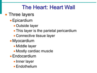 The cardiovascular system.pptx