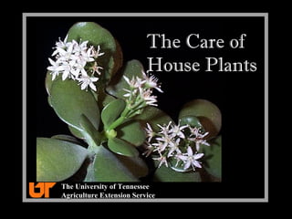 The Care of
House Plants
The University of TennesseeThe University of Tennessee
Agriculture Extension ServiceAgriculture Extension Service
 