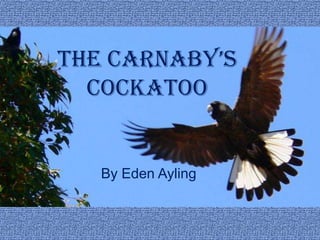 the carnaby’s
  Cockatoo


   By Eden Ayling
 