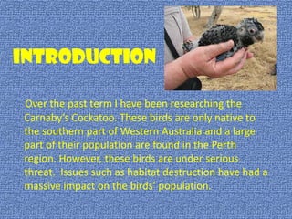 Introduction

Over the past term I have been researching the
Carnaby’s Cockatoo. These birds are only native to
the southern part of Western Australia and a large
part of their population are found in the Perth
region. However, these birds are under serious
threat. Issues such as habitat destruction have had a
massive impact on the birds’ population.
 