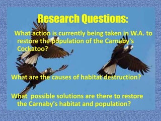 Research Questions:
 What action is currently being taken in W.A. to
 restore the population of the Carnaby's
 Cockatoo?


What are the causes of habitat destruction?

What possible solutions are there to restore
 the Carnaby's habitat and population?
 