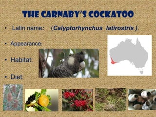 The Carnaby’s Cockatoo
• Latin name:   (Calyptorhynchus latirostris ).

• Appearance:

• Habitat:

• Diet:
 