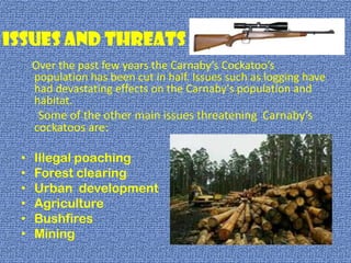 Issues and threats
     Over the past few years the Carnaby’s Cockatoo’s
     population has been cut in half. Issues such as logging have
     had devastating effects on the Carnaby's population and
     habitat.
      Some of the other main issues threatening Carnaby’s
     cockatoos are:

 •   Illegal poaching
 •   Forest clearing
 •   Urban development
 •   Agriculture
 •   Bushfires
 •   Mining
 