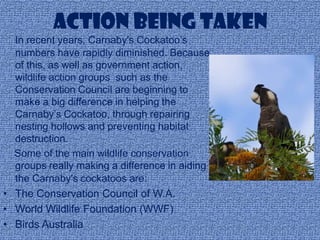 Action being taken
  In recent years, Carnaby's Cockatoo’s
  numbers have rapidly diminished. Because
  of this, as well as government action,
  wildlife action groups such as the
  Conservation Council are beginning to
  make a big difference in helping the
  Carnaby’s Cockatoo, through repairing
  nesting hollows and preventing habitat
  destruction.
  Some of the main wildlife conservation
  groups really making a difference in aiding
  the Carnaby's cockatoos are:
• The Conservation Council of W.A.
• World Wildlife Foundation (WWF)
• Birds Australia
 
