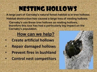 Nesting hollows
A large part of Carnaby's natural forest habitat is in tree hollows.
Habitat destruction has caused a large loss of nesting hollows.
  Carnaby's use these tree hollows as nesting hollows,
  therefore this loss has had a particularly big impact on the
  Carnaby's population.

       How can we help?
•   Create artificial hollows
•   Repair damaged hollows
•   Prevent fires in bushland
•   Control nest competitors
 