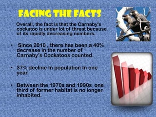 Facing the facts
    Overall, the fact is that the Carnaby's
    cockatoo is under lot of threat because
    of its rapidly decreasing numbers.

•   Since 2010 , there has been a 40%
    decrease in the number of
    Carnaby’s Cockatoos counted.

• 37% decline In population In one
  year.

• Between the 1970s and 1990s one
  third of former habitat is no longer
  inhabited.
 