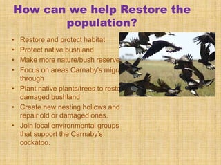 How can we help Restore the
       population?
• Restore and protect habitat
• Protect native bushland
• Make more nature/bush reserves
• Focus on areas Carnaby’s migrate
  through
• Plant native plants/trees to restore
  damaged bushland
• Create new nesting hollows and
  repair old or damaged ones.
• Join local environmental groups
  that support the Carnaby’s
  cockatoo.
 