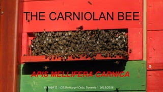 THE CARNIOLAN BEE
APIS MELLIFERA CARNICA
By NIKA Š. ~ OŠ Slivnica pri Celju, Slovenia ~ 2015/2016
 