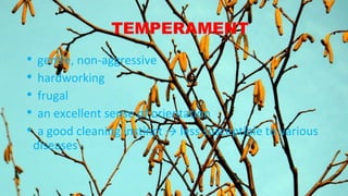 TEMPERAMENT
• gentle, non-aggressive
• hardworking
• frugal
• an excellent sense of orientation
• a good cleaning instinct → less susceptible to various
diseases
 