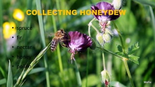COLLECTING HONEYDEW
• spruce
• fir
• nectar
• honey
• pollen
 