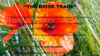 “THE BRISK TRADE”
• News of its good characteristics reached beekeepers of all countries.
• The trade began at the end of the 19th century (Apis mellifera
mellifera Apis mellifera carnica).
• Until the First World War we exported several thousands of bee
colonies.
• The Carniolan bee is now all over the world.
• It is the most popular bee species in the world.
 
