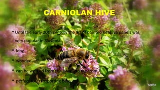 CARNIOLAN HIVE
•Until the early 20th century the art of painted beehive panels was
very popular in Slovenia.
• long
• wooden
• can be worked from the back and the front
• perfect for transporting bees
 