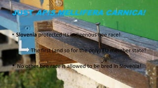 JUST APIS MELLIFERA CARNICA!
• Slovenia protected its indigenous bee race!
The first (and so for the only) EU member state!
• No other bee race is allowed to be bred in Slovenia!
 