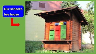 Our school’s
bee house
 