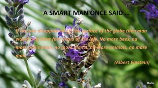 A SMART MAN ONCE SAID …
If the bee disappeared off the surface of the globe then man
would only have four years of life left. No more bees, no
more pollination, no more plants, no more animals, no more
man.
(Albert Einstein)
 