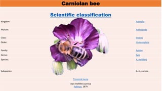 Carniolan bee
Scientific classification
Kingdom: Animalia
Phylum: Arthropoda
Class: Insecta
Order: Hymenoptera
Family: Apidae
Genus: Apis
Species: A. mellifera
Subspecies: A. m. carnica
Trinomial name
Apis mellifera carnica
Pollman, 1879
 