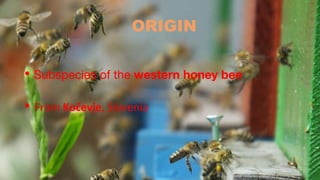 ORIGIN
• Subspecies of the western honey bee
• From Kočevje, Slovenia
 
