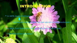 INTRODUCTION
• In 1879, August Pollmann
introduced and described this bee species to other beekeepers
• In 1866, Emil Rothschütz started selling the Carniolan bees
(“commercial bee breeding”)
 