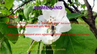 HOMELAND
• Slovenia
• Slovenian beekeepers call it “Carniolan grey” because its abdominal
segments are covered with grey hairs
•Spent several thousand years adapting to Slovenia’s climate and forage
conditions:
o cold winters, lots of snow
o hot summers, frequent rain and wind
o good use of forage when the weather permits
 