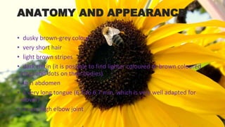 ANATOMY AND APPEARANCE
• dusky brown-grey colour
• very short hair
• light brown stripes
• dark chitin (it is possible to find lighter coloured or brown coloured
rings and dots on their bodies)
• thin abdomen
• a very long tongue (6.5 to 6.7 mm, which is very well adapted for
clover)
• a very high elbow joint
 