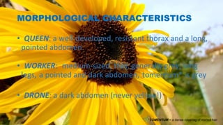 MORPHOLOGICAL CHARACTERISTICS
• QUEEN: a well-developed, resistant thorax and a long,
pointed abdomen
• WORKER: medium-sized, thin, generally grey, long
legs, a pointed and dark abdomen, tomentum* is grey
• DRONE: a dark abdomen (never yellow!)
*TOMENTUM = a dense covering of matted hair
 