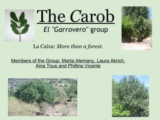 The  C arob El &quot;Garrovero&quot;  group La Caixa:  More than a forest. Members of the Group: Marta Alemany, Laura Akrich, Aina Tous and Philline Vicente 