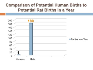 Comparison of Potential Human Births to Potential Rat Births in a Year