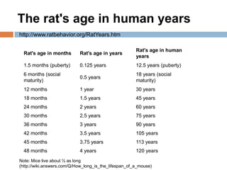 The rat's age in human yearshttp://www.ratbehavior.org/RatYears.htmNote: Mice live about ½ as long  (http://wiki.answers.com/Q/How_long_is_the_lifespan_of_a_mouse)