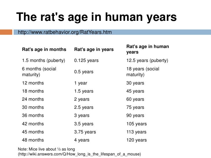 Dog Years Compared To Human Dog Years Compared To Human