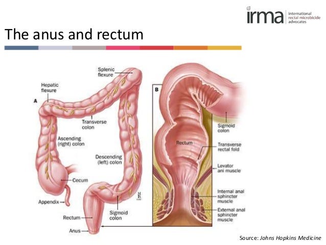 Anatomy Anal Porn - Anal Sex Colon | Sex Pictures Pass