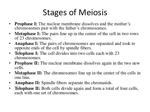Printables Meiosis Worksheet Answers phases of meiosis worksheet answer key pichaglobal syndeomedia