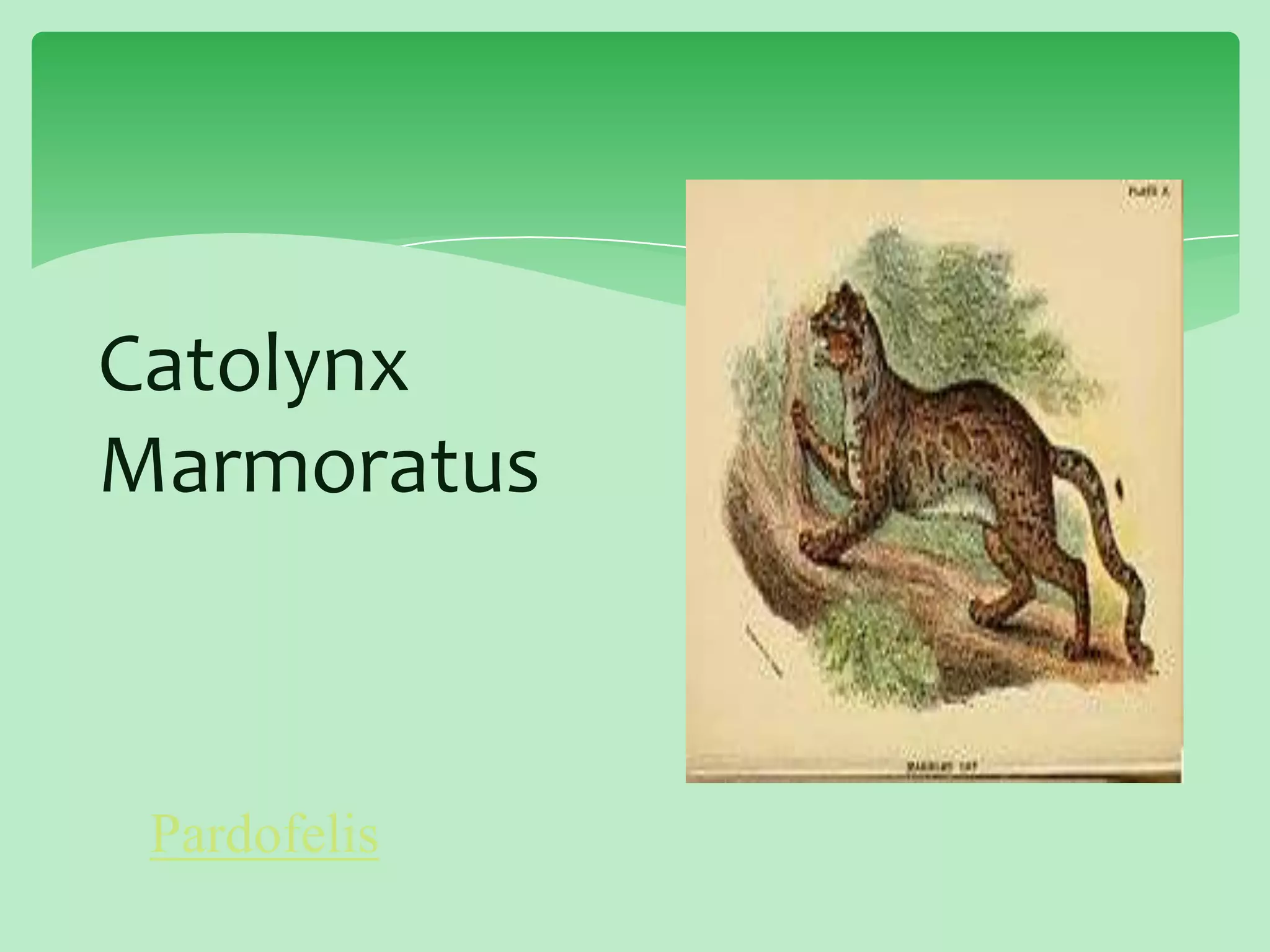 The Cat Family | PPTX