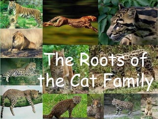 The Roots of
the Cat Family

 
