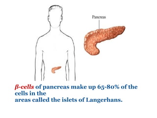 β-cells   of pancreas make up 65-80% of the cells in the  areas called the islets of Langerhans. 