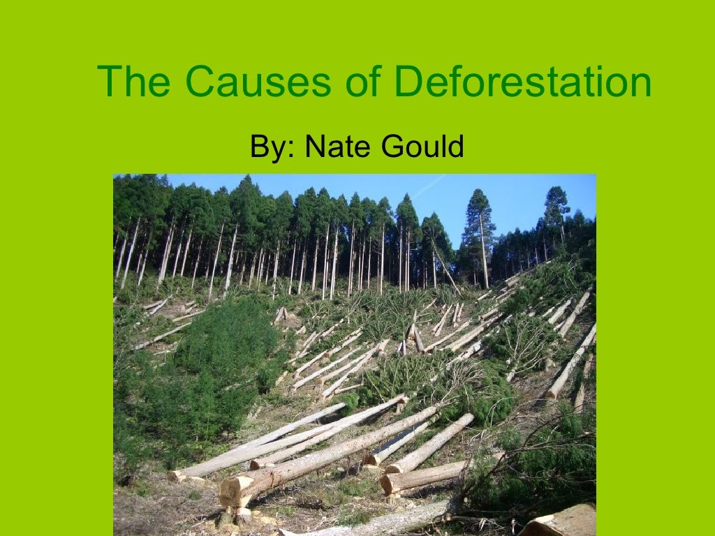 The Causes Of Deforestation